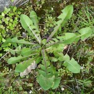 Bertrand BUI - Taraxacum campylodes G.E.Haglund