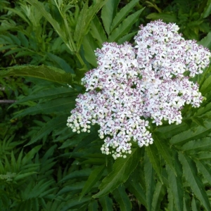 Mathieu MENAND - Sambucus ebulus