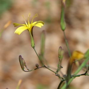 Photographie n°39214 du taxon Mycelis muralis (L.) Dumort.