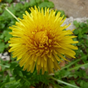 Céline PIRAT - Taraxacum campylodes