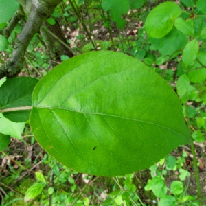 Annick LARBOUILLAT - Malus sylvestris