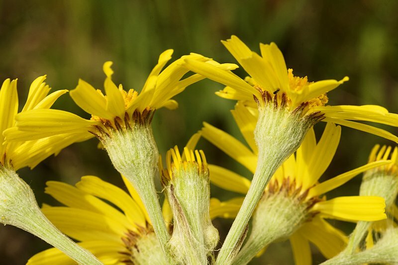 Tephroseris Helenitis Subsp Helenitis Illustrations EFlore Tela