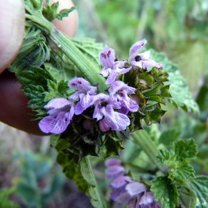 une fleur - blucat- 8 août trouvée par martine - Page 2 Img:000148251CRS