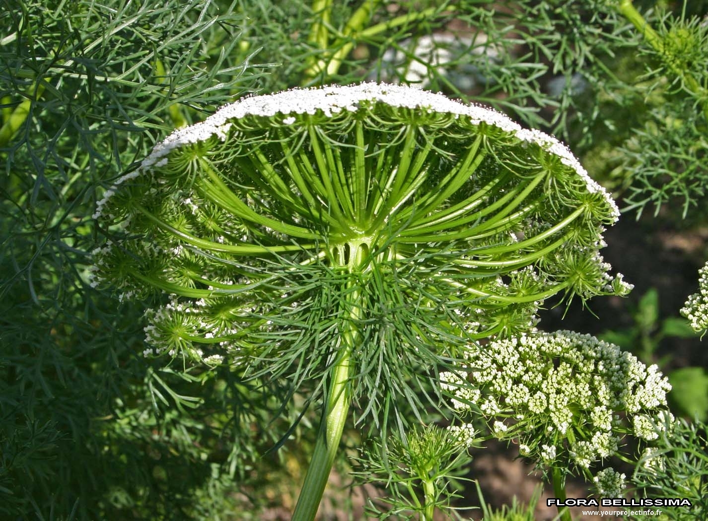 Ammi visnaga (= Visnaga daucoides) - khella Img:000176478O