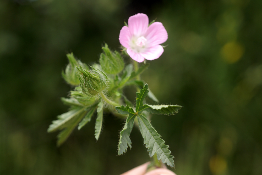 Malva setigera - Guimauve hérissée Img:000211994O