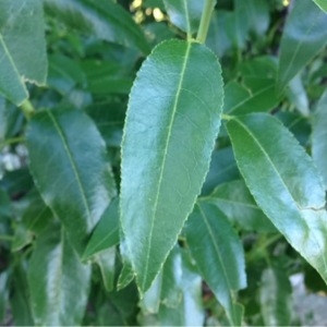 Pierre BONNET - Prunus dulcis (Mill.) D.A.Webb