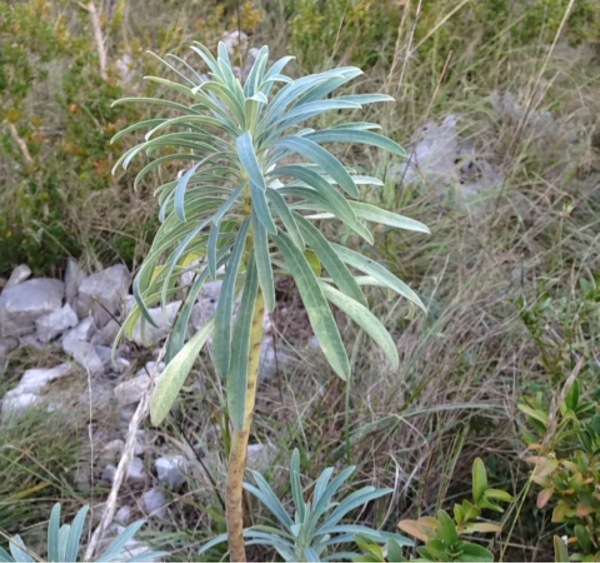 Euphorbia characias ou E. nicaensis ? [id. non terminée] Img:000267832O