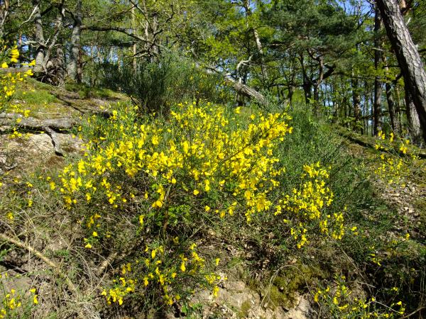 Glanes étymologiques : melegueta, maniguette – Tela Botanica