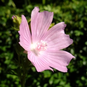 Yoan MARTIN - Malva moschata L.