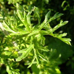 Yoan MARTIN - Malva moschata L.