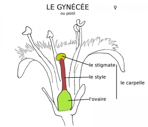 Le gynécée