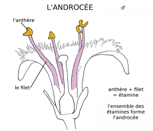 L'androcée