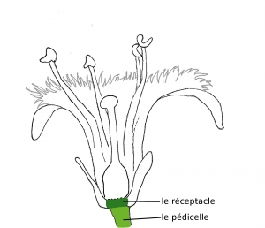 Le réceptacle et le pédicelle