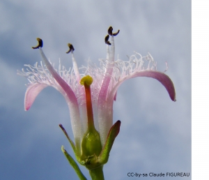 exemple de coupe longitudinale : Menyanthes trifoliata (par Claude Figureau)