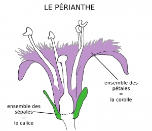 Le périanthe