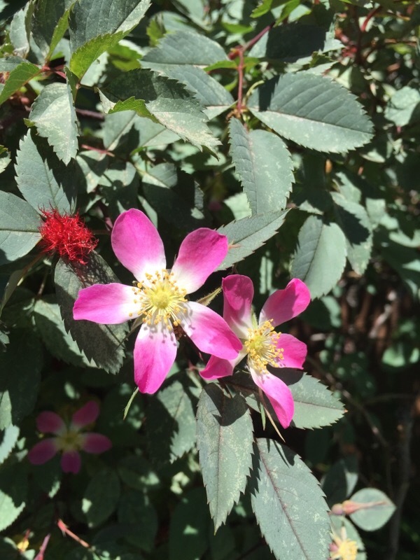 Glanes étymologiques : melegueta, maniguette – Tela Botanica