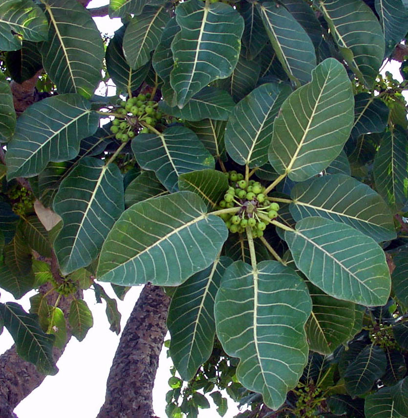 Ficus Platyphylla Illustrations Eflore Tela Botanica