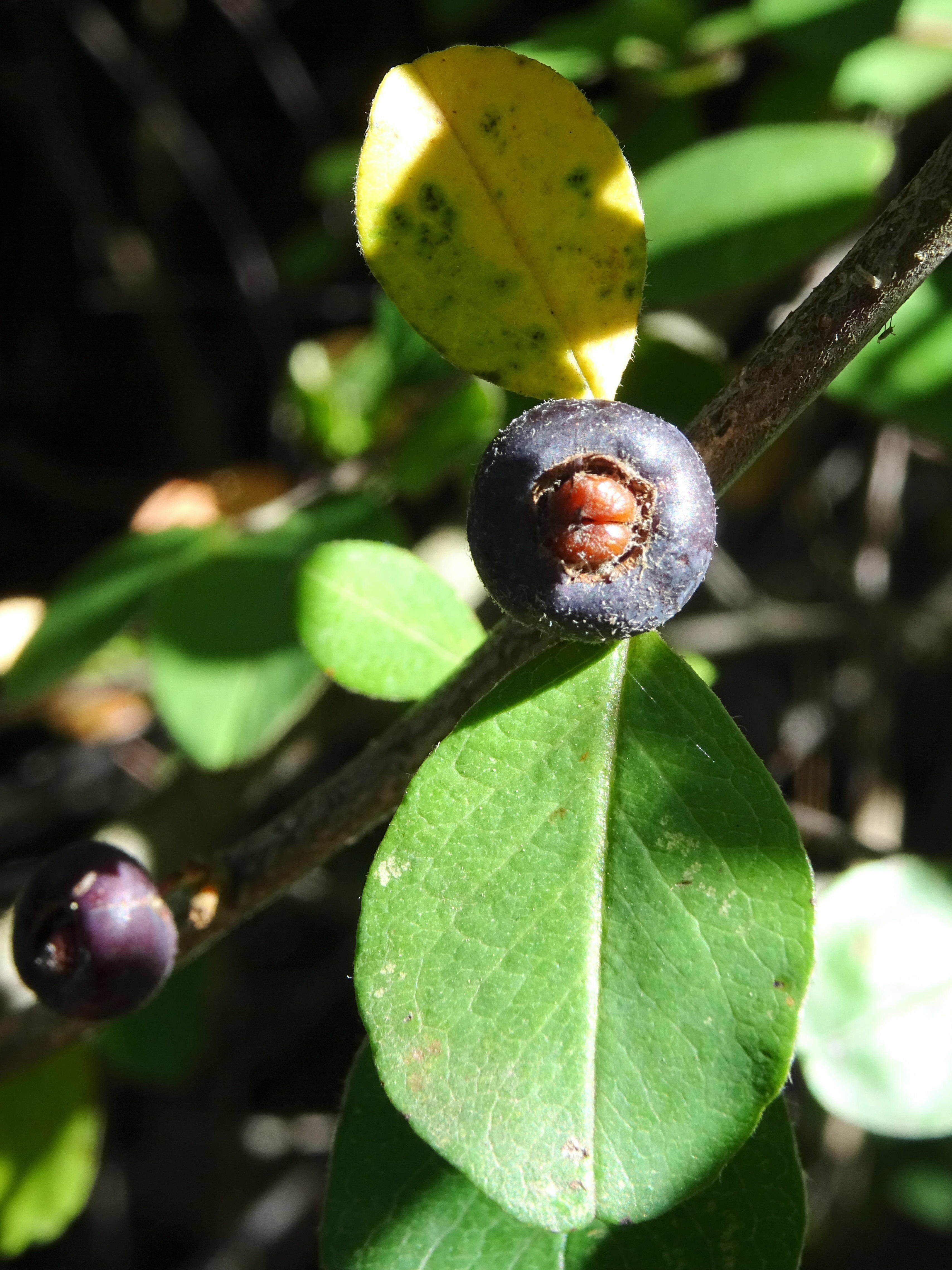 Cotoneaster Creticus Illustrations EFlore Tela Botanica