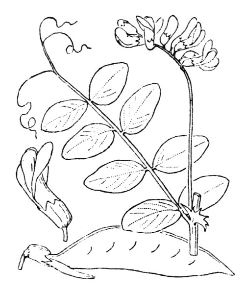 Illustration de Coste