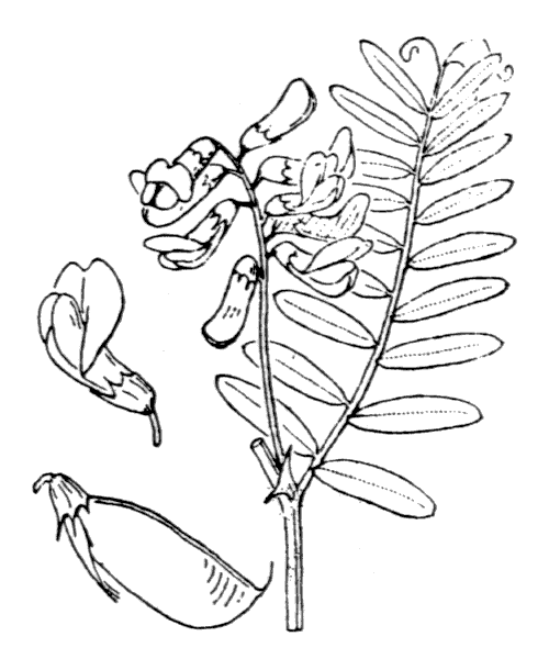 Vicia cassubica L. - illustration de coste