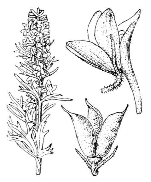Delphinium elatum L. - illustration de coste