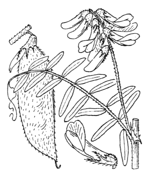 Vicia benghalensis L. - illustration de coste