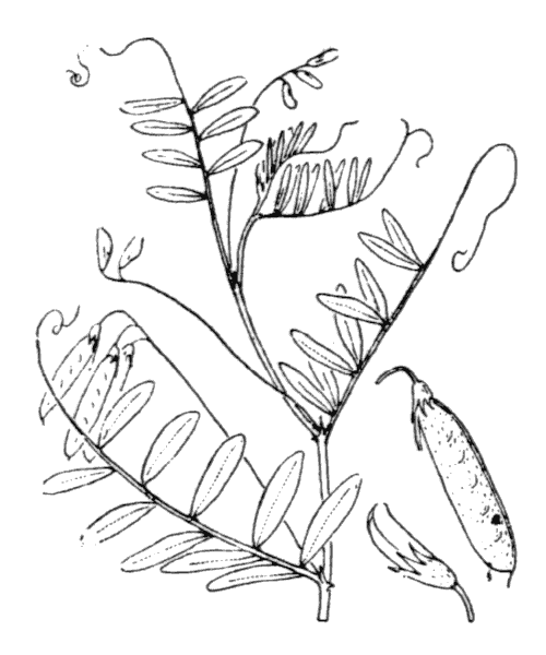 Ervum pubescens DC. - illustration de coste