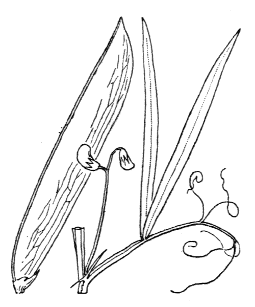 Lathyrus annuus L. - illustration de coste