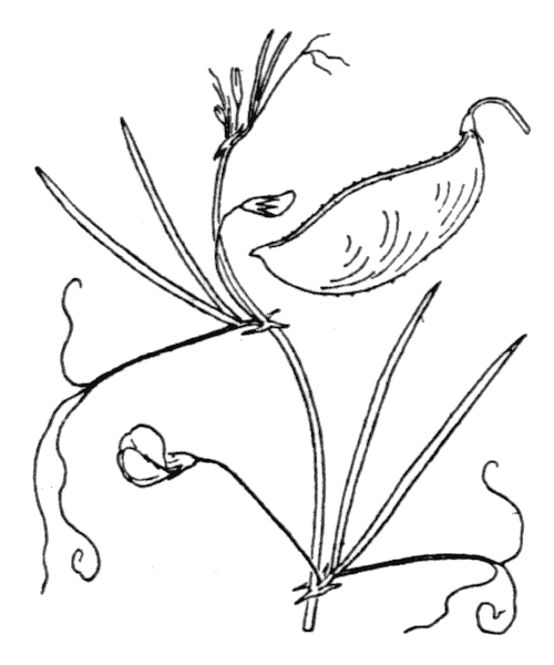 Lathyrus setifolius L. - illustration de coste