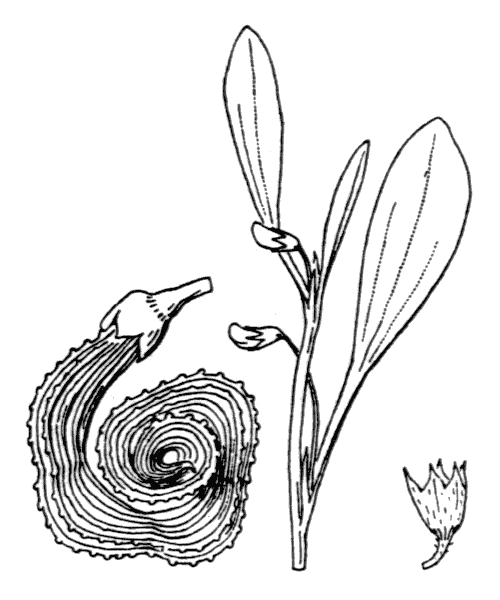 Illustration de Coste