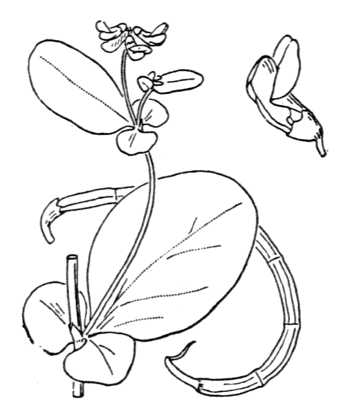 Coronilla scorpioides (L.) W.D.J.Koch - illustration de coste