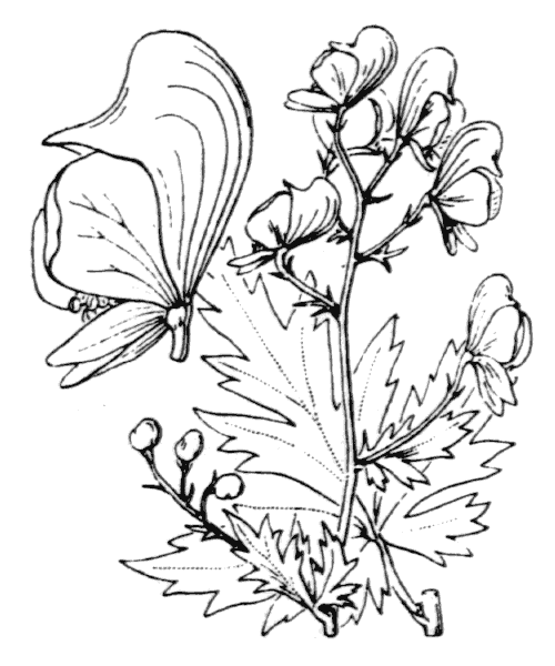 Aconitum variegatum subsp. paniculatum (Arcang.) Negodi - illustration de coste