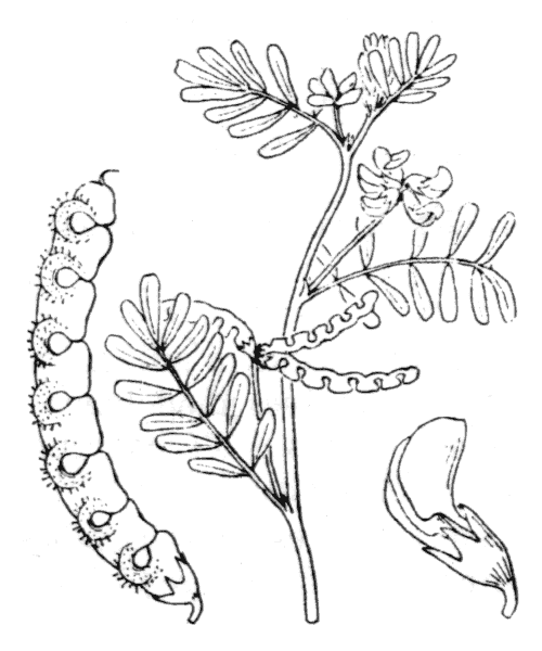 Hippocrepis ciliata Willd. - illustration de coste