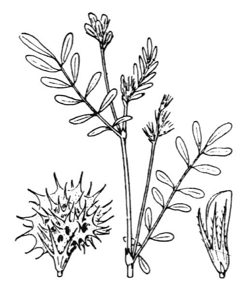 Onobrychis caput-galli (L.) Lam. - illustration de coste