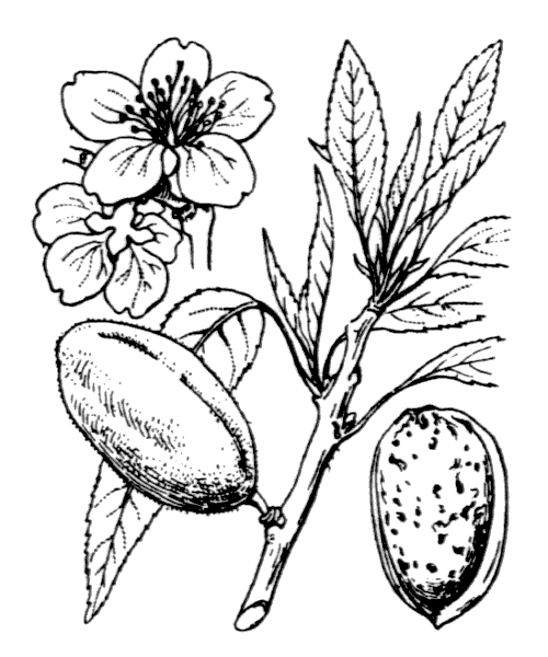 Illustration de Coste