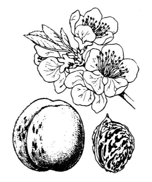 Illustration de Coste