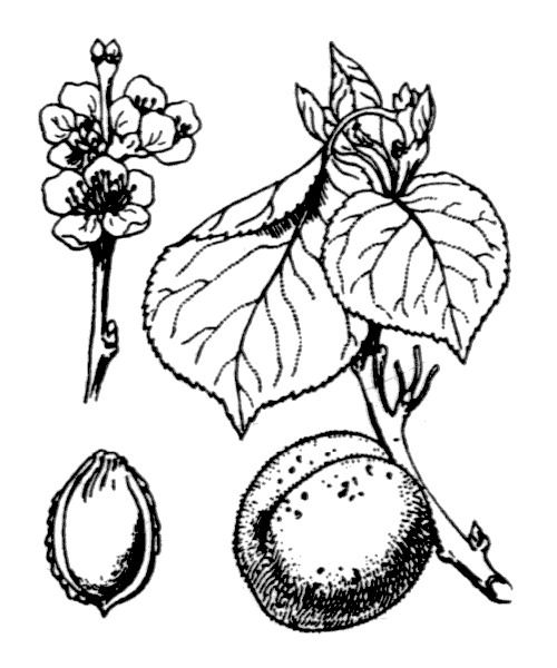 Illustration de Coste