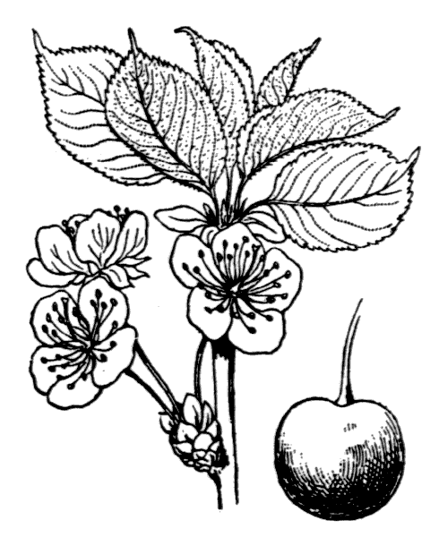 Illustration de Coste