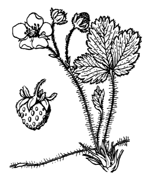 Illustration de Coste