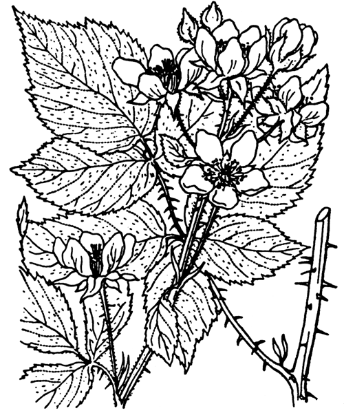 Illustration de Coste