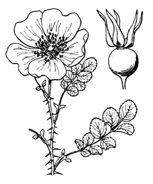 Rosa spinosissima L. - illustration de coste