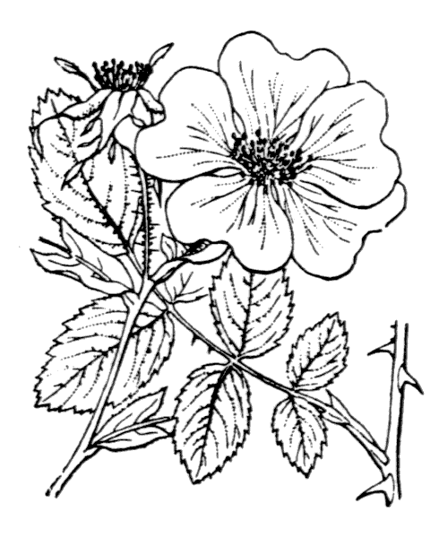 Rosa trachyphylla Rau - illustration de coste