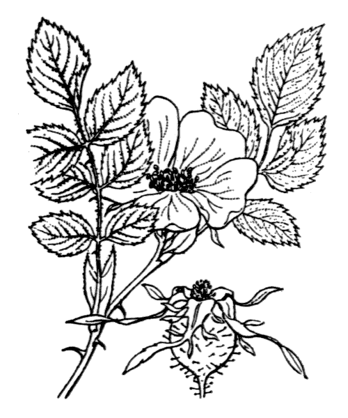 Rosa abietina Gren. ex H.Christ - illustration de coste