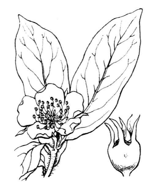 Illustration de Coste