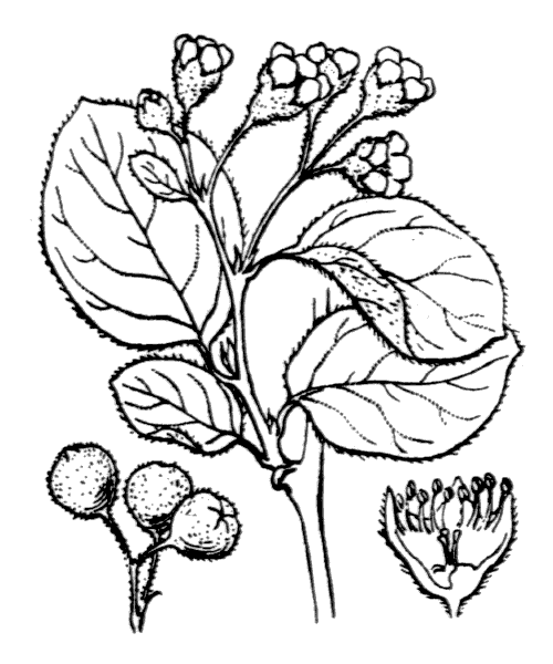 Cotoneaster tomentosus Lindl. - illustration de coste