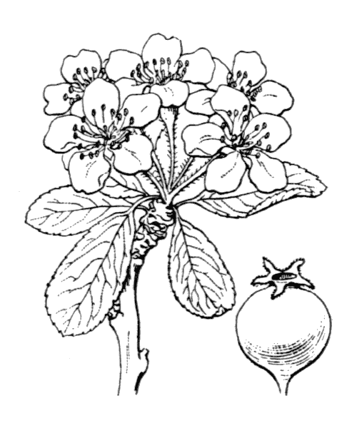 Pyrus spinosa Forssk. - illustration de coste