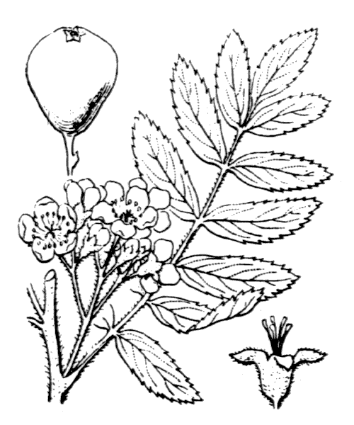Sorbus domestica L. - illustration de coste