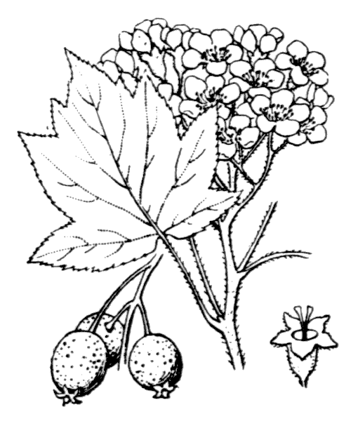 Illustration de Coste