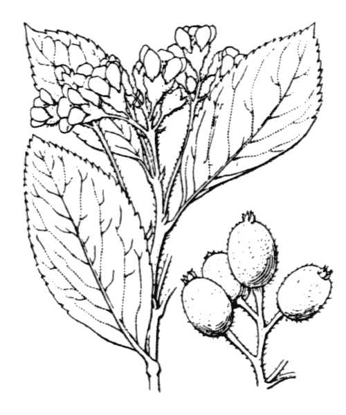 Illustration de Coste