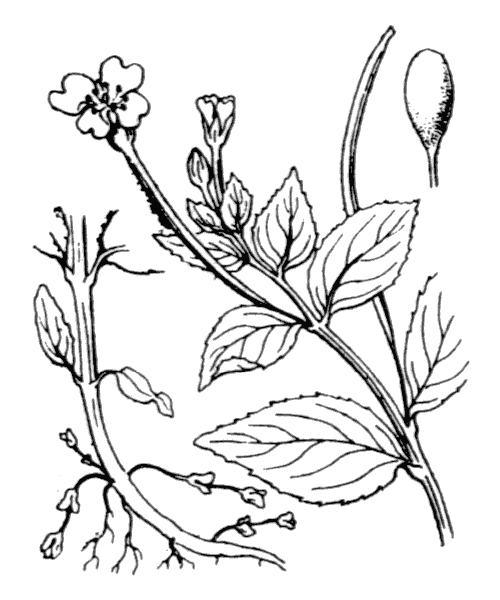 Illustration de Coste